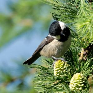 Coal Tit