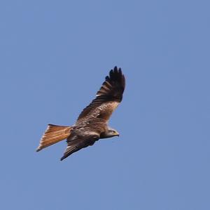 Red Kite