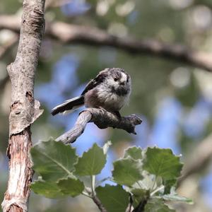 Long-tailed Tit