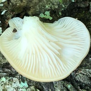 Oyster Mushroom