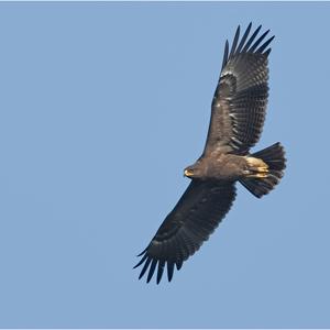 Lesser Spotted Eagle