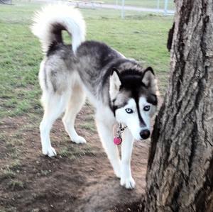 Siberian Husky