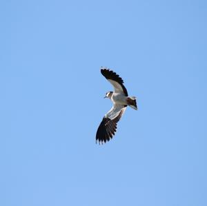 Northern Lapwing