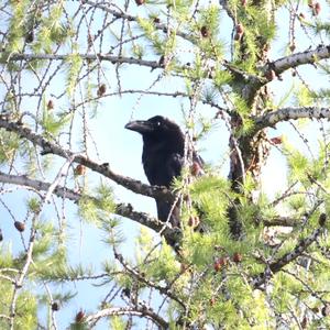 Common Raven