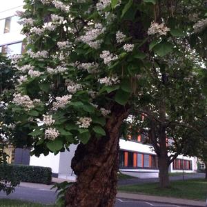 Catalpa (Southern)