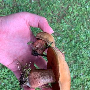 Lurid Bolete