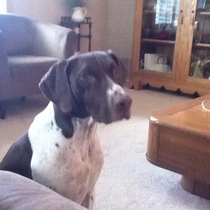 Pointer (German Shorthaired)