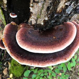 Resinous Polypore