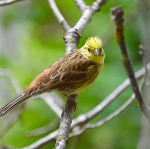 Yellowhammer