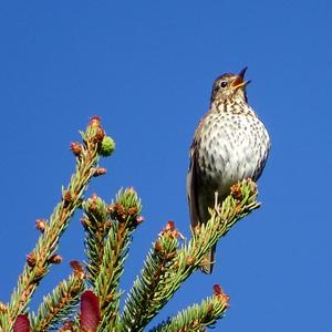 Song Thrush