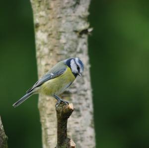 Blue Tit