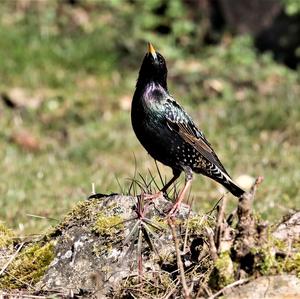 Common Starling