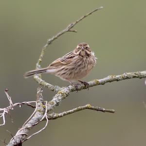 Reed Bunting