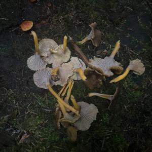 Trumpet Chanterelle