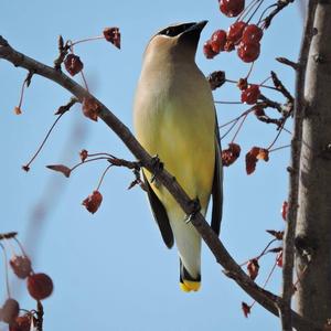 Cedar Waxwing