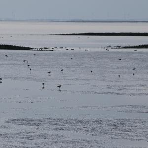 Northern Lapwing