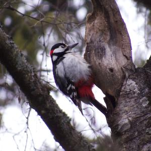 Great Spotted Woodpecker