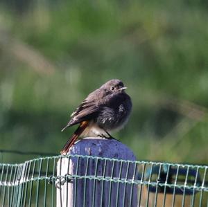 Black Redstart