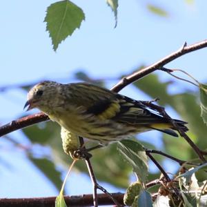 Eurasian Siskin