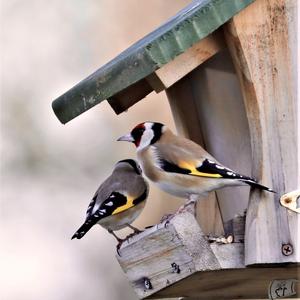 European Goldfinch