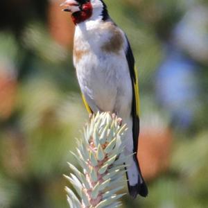 European Goldfinch