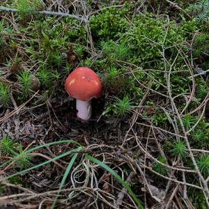 Emetic Russula