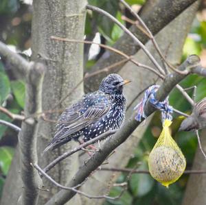 Common Starling