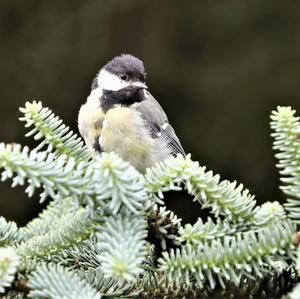 Great Tit