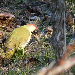 Eurasian Green Woodpecker