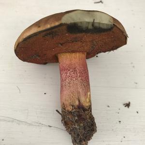 Dotted-stem Bolete