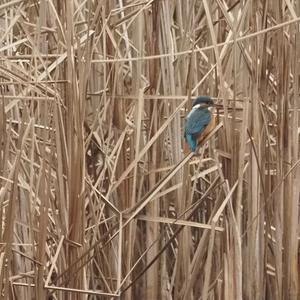 Common Kingfisher