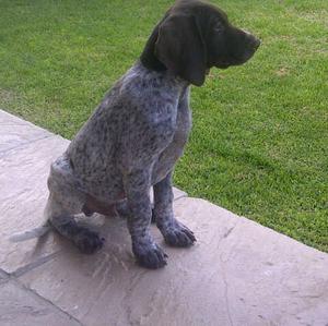 Pointer (German Shorthaired)