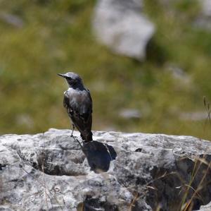 Northern Wheatear