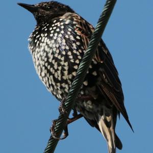 Common Starling