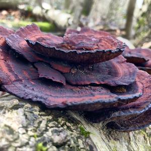 Thick-maze Oak polypore