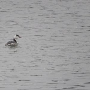 Great Crested Grebe