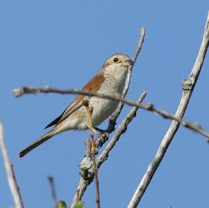 Red-backed Shrike