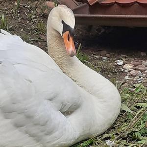 Mute Swan