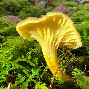 Trumpet Chanterelle