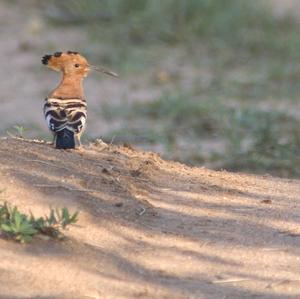 Eurasian Hoopoe