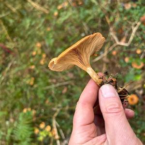 Tawny Funnel-cap