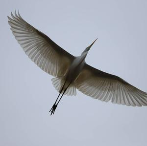 Great Egret