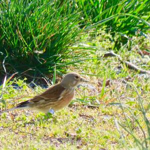 Eurasian Linnet