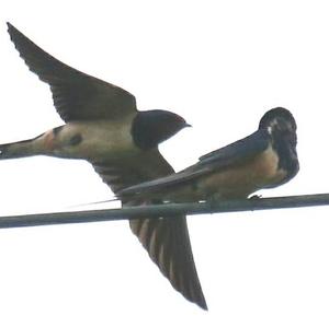 Barn Swallow