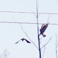 Common Buzzard