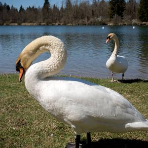 Mute Swan