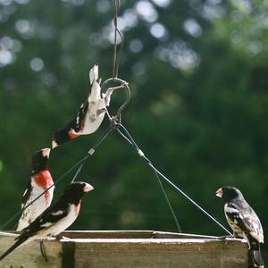 Rose-breasted Grosbeak