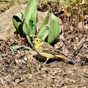 Yellowhammer