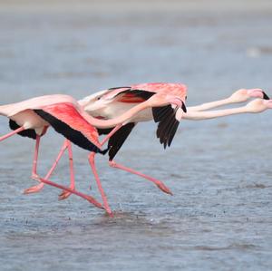 Greater Flamingo