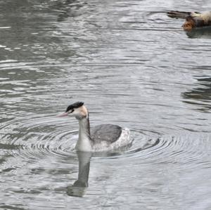 Great Crested Grebe